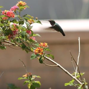 Meet your Posher, Sierra